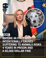 Animals.jpg